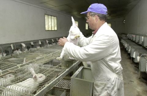 Las granjas de conejos se ‘defienden’ de las acusaciones de maltrato animal