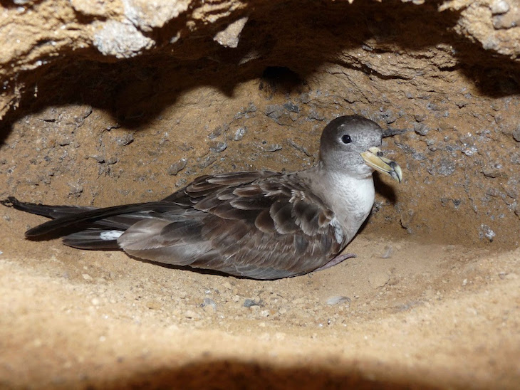 La contaminación lumínica es ‘nefasta’ para las aves