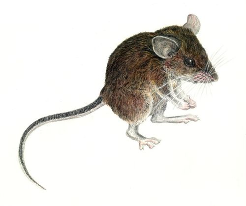 Identifican siete nuevas especies de mamíferos en Filipinas