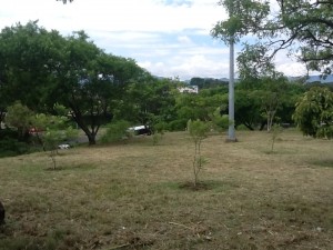 Segunda etapa de Una nueva Sabana sembrará 800 árboles este año