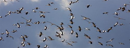 El Estrecho de Gibraltar es "una puerta" para la migración de aves