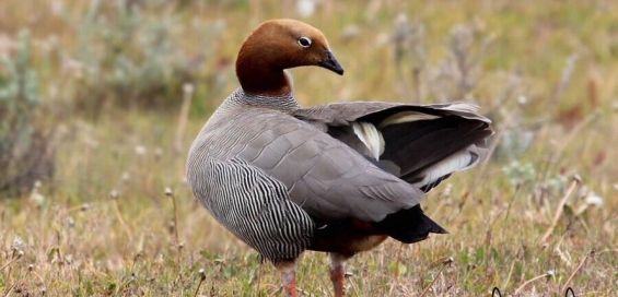 Argentina: Crearon el primer santuario natural del Cauquén Colorado