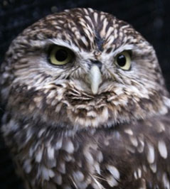 Brinzal pone en marcha un proyecto para la recuperación del Mochuelo en España