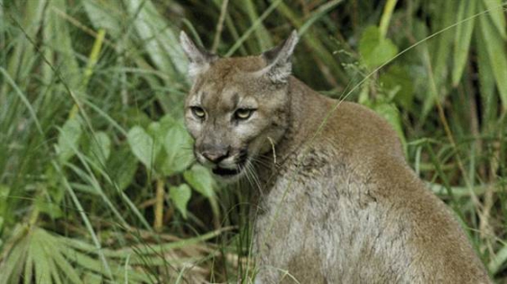 Argentina: Allanaron una vivienda en Tucumán por robo de ganado y encontraron un puma