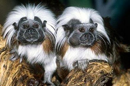 Madrid. Faunia registra nacimientos de diversas especies