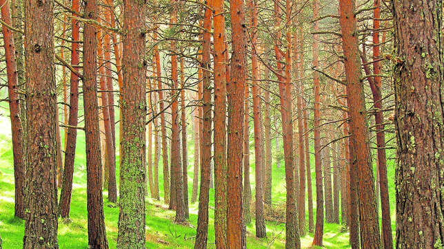 Una novedosa tesis ha perfeccionado los modelos para predecir los efectos del cambio climático en los bosques