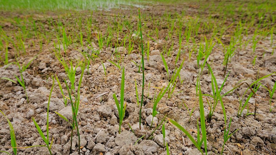 El Salvador desarrolló semillas adaptadas al cambio climático en 2016
