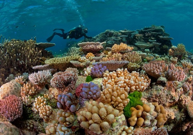 Arrecifes caribeños al borde del ‘colapso’