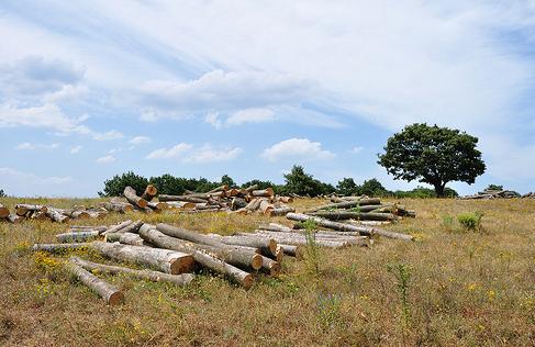 PFEC exhibirá desde hoy objetos con certificado forestal