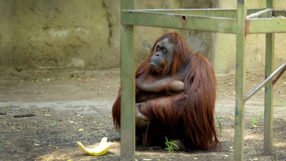 Se reactivó la causa por la muerte de la Orangutana Sandra