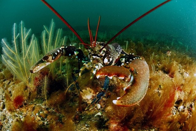 Oceana registra mas de 350 especies en el Mar del Norte y pide su protección legal