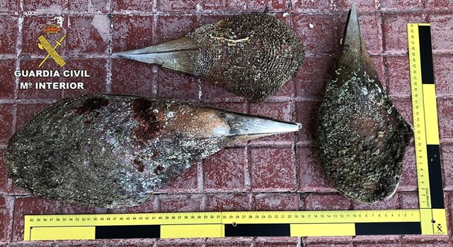 La Guardia Civil incauta tres nacras en la costa norte de Menorca