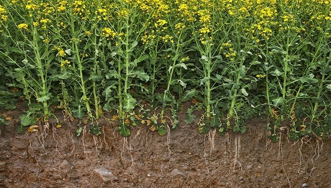 El calentamiento global promueve la deficiencia del nutriente selenio