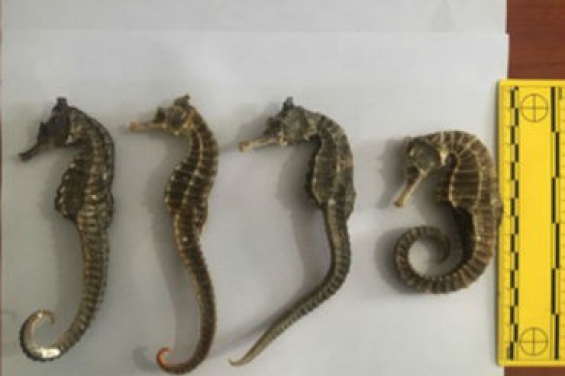 3.000 caballitos de mar decomisados en Tijuana