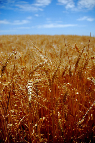 El cambio climático daña cosechas en México
