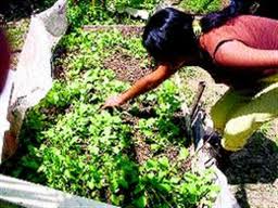 Listo plan de forestación en Barranquilla