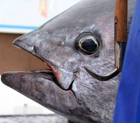 Almadraberos confían en poder pescar 10.500 toneladas de atún rojo