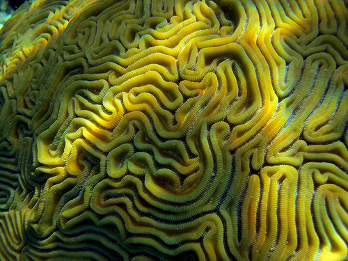 Cómo sobreviven los corales a la contaminación de los océanos