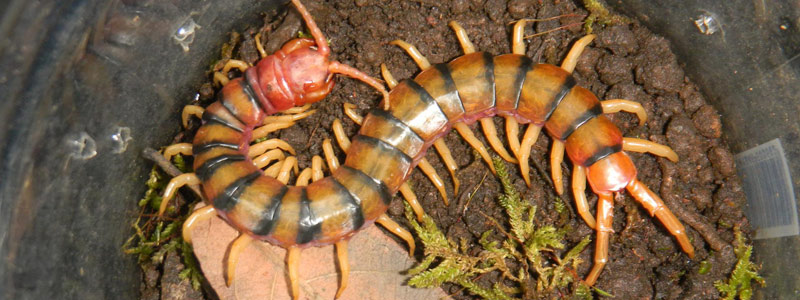 Investigan toxinas del ciempiés del desierto