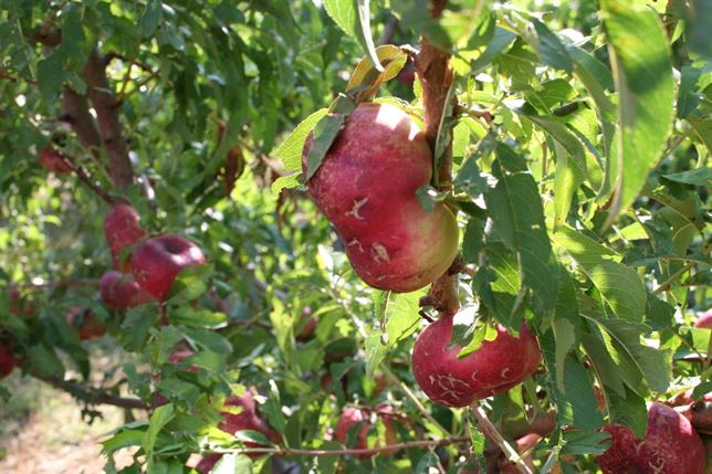La Generalitat cifra en 112 las hectáreas de fruta dulce afectadas en la Noguera