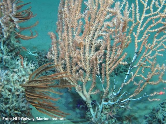 La UPNA investiga con productos naturales marinos para luchar contra las bacterias que causan infecciones hospitalarias