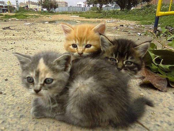 Todos los gatos de España