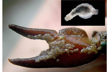 23 especies invaden la cuenca del río Ebro