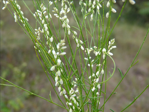 Plantas medicinales: nuestra botica del pasado