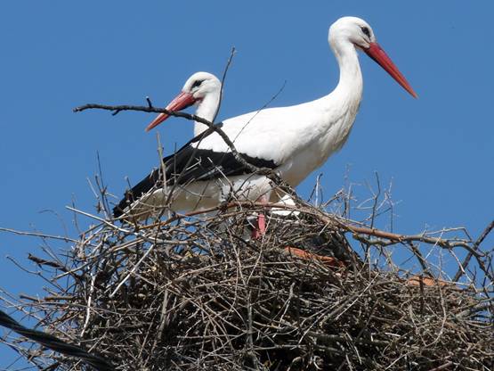 Invernan nuestras cigüeñas en África