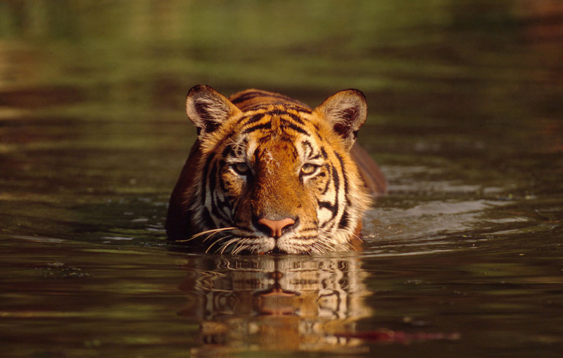 Volverá a haber tigres en Kazajistán Kazajistán ha anunciado un plan para la reintroducción del tigre salvaje en el país. Se extinguió en los años 40.