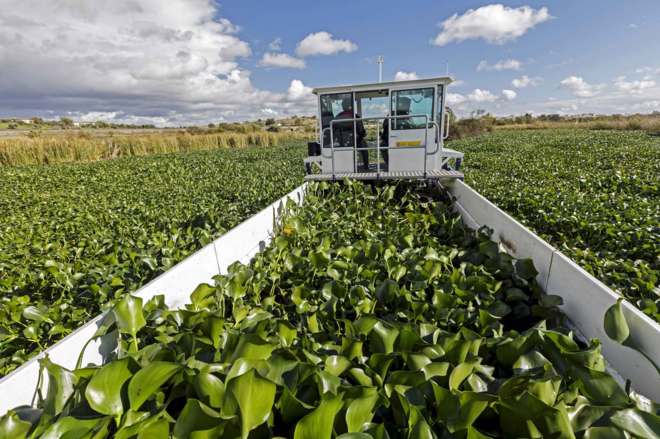 Extremadura confía en que Gobierno envié a la UME para combatir el camalote