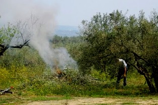 Valencia dará ayudas para la eliminación de restos agrícolas próximos a terrenos forestales