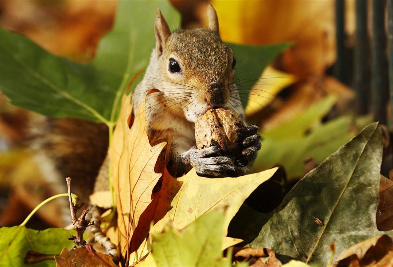 Las 20 mejores fotografías del otoño ‘natural’