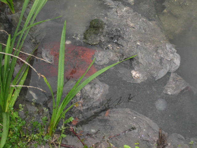 Asturias. Un nuevo vertido a la ria de Villaviciosa
