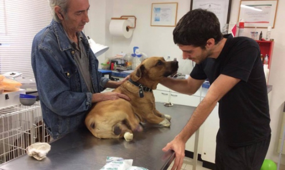 Argentina: Un cordobés diseñó una prótesis canina que ya se exporta al mundo