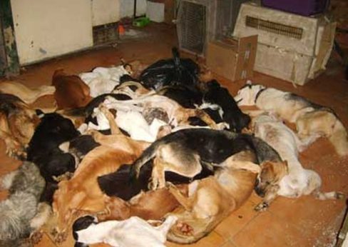 Una sentencia descorazonadora: absueltos los responsables de la perrera de Puerto Real