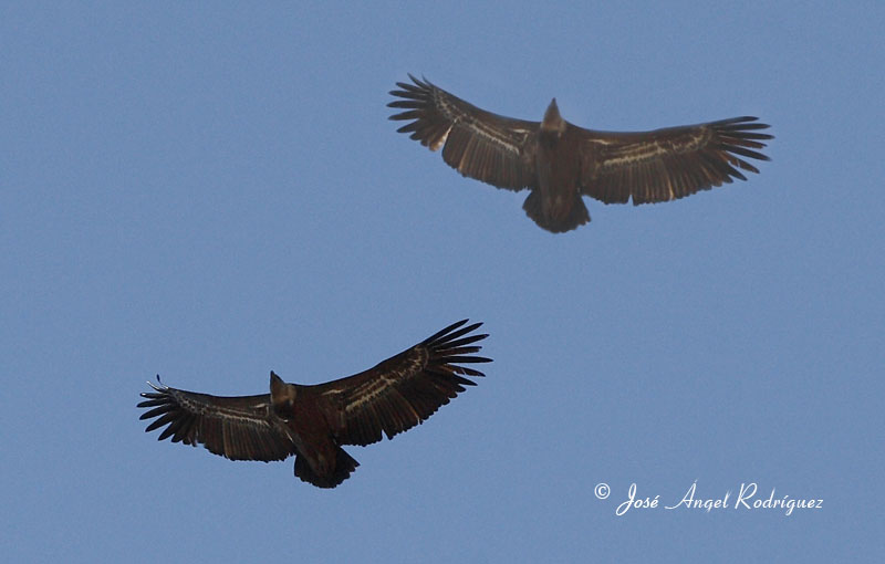 Las medidas para favorecer la alimentación de las aves carroñeras