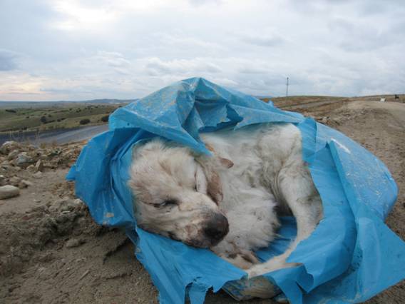 Presentan una ILP para prohibir el sacrificio de animales abandonados en Madrid