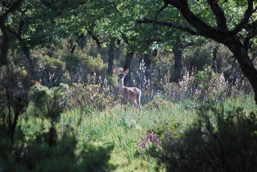 A pesar de los cazadores el Parque Nacional de Cabañeros celebra con salud su 20 aniversario