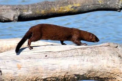 Una experta alerta de que el lince y el visón europeo son las dos especies de carnívoros "más amenazadas" en España