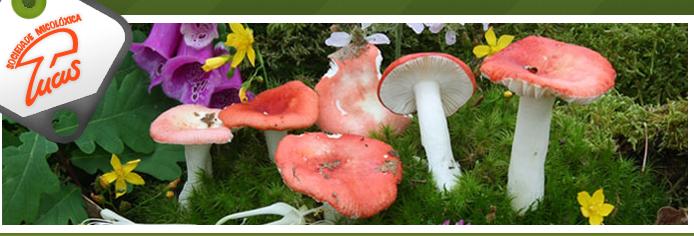 VII Encuentro Internacional de Micología del Arco Atlántico