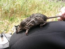 Educación ambiental y sensibilización del proyecto Life+ Desmania en Castilla y León