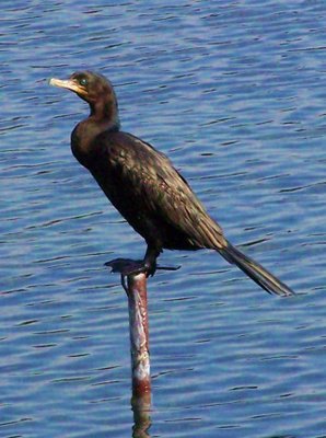 La Junta de Andalucía detecta la toxina botulínica en 223 aves acuáticas muertas en varias lagunas de Baena