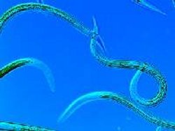 Los gusanos pueden ser claves para colonizar otros planetas