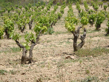 Hallan una nueva especie de gusano que ataca la vid