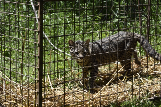 Argentina: Rescatan fauna silvestre en cautiverio en Colón