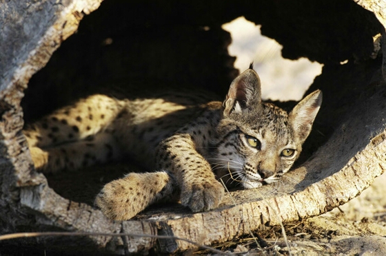 Reunión del Consejo Asesor de la Plataforma de Custodia del Territorio