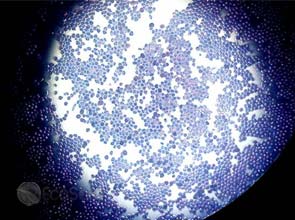 More ethanol-tolerant yeast for more biofuel production