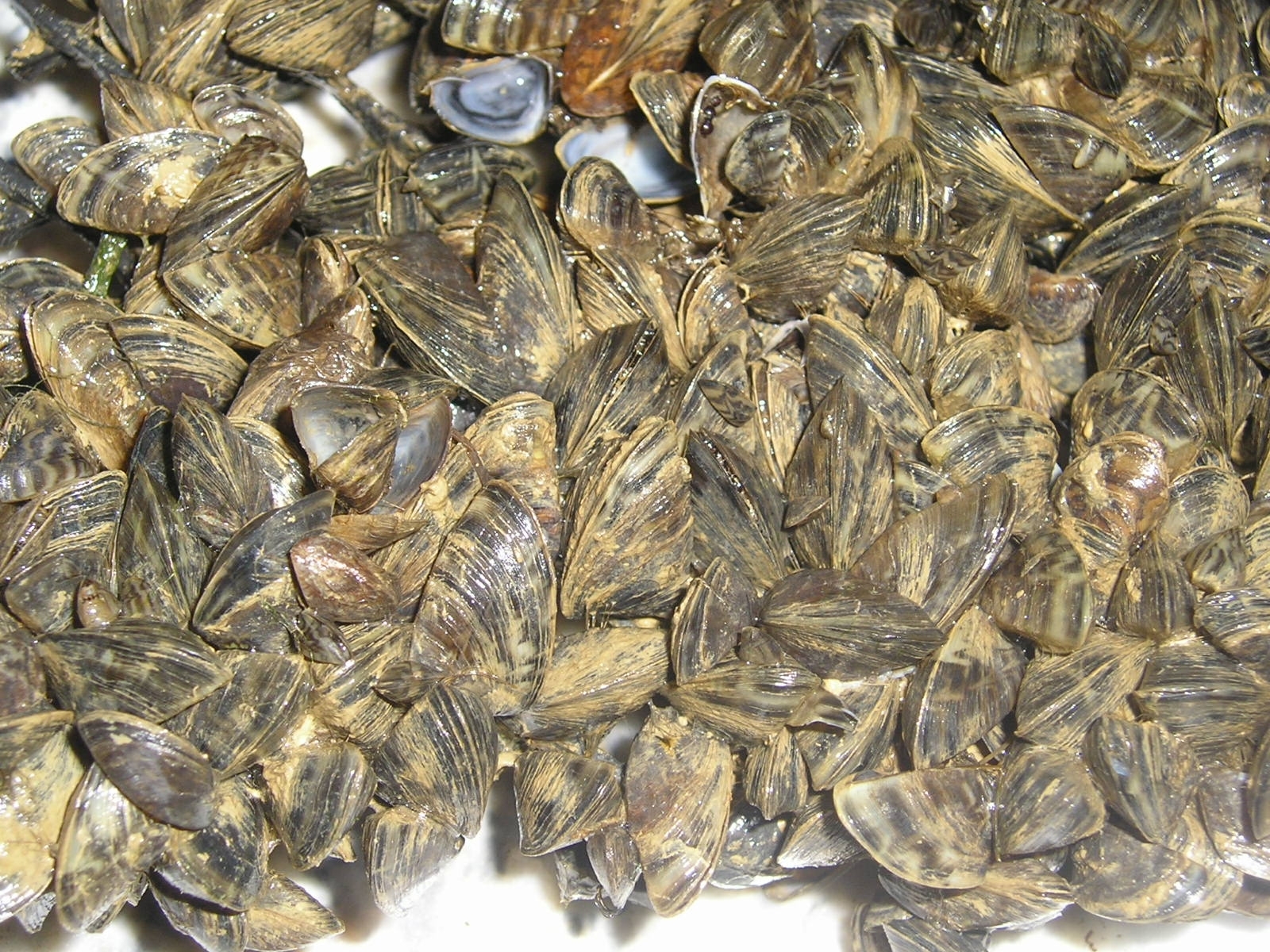 La mala actuación del hombre con especies exóticas puede terminar perjudicando su salud