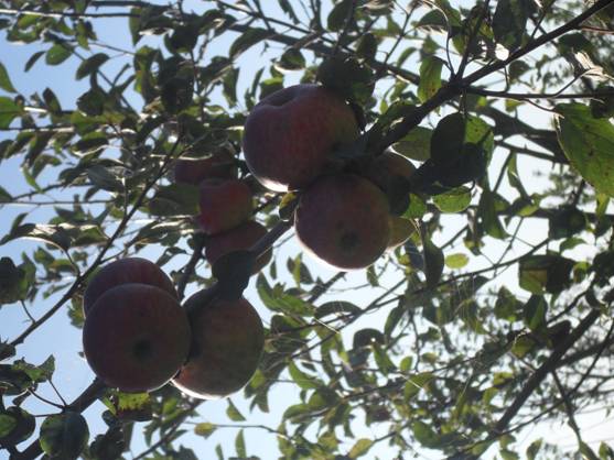 Plantan manzanos y cerezos para el oso pardo en Cantabria